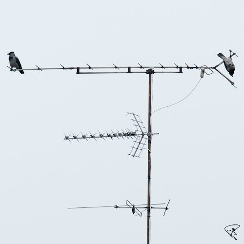 kråkor på antenn