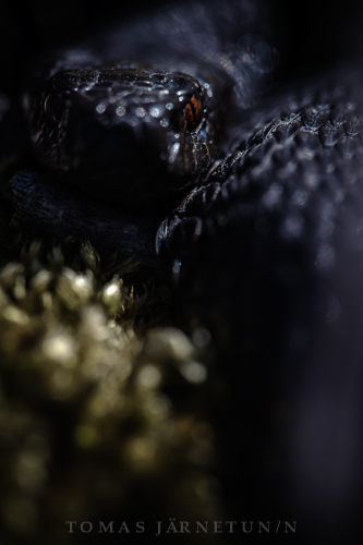 huggorm black adder Vipera berus